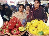 truly colourful:  Visitors take a look at the capsicums on display during the Krishi Mela on GKVK campus in Bangalore on Thursday. dh Photo