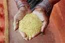 Miracle millets