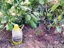 SANDAL STORY: A bottle of water adjacent to each sapling ensures that the moisture level in the soil is maintained . Photo by the Vasanth Malavi