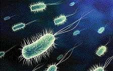 Probiotic foods contain adequate amount of live and benign microbes that have beneficial impacts on health