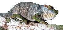 Snake spits out new species of chameleon