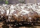 Mustering of cattle was held at Amrut Mahal Kaval in Ajjampura.  dh photo