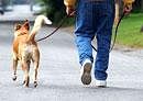 Walking dog 'the best way to stay fit'