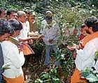 MLA C T Ravi inspecting a coffee plantation in Chikmagalur taluk on Friday. dh photo
