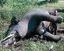 The corpse of the tusker which was found dead in a  mysterious manner at Guddadabiranahalli in Lakkavalli hobli.  dh photo