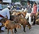 Goats being sold on the eve of Bakri Id on Hosur Road in the City on Friday. dh photo