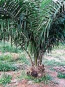 A three year old palm plant.  DH PHOTO