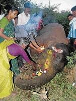 Villagers offering their obeisance to a tusker which was found dead at Godur near Harohalli village in Kanakapura taluk Bangalore rural on Saturday. Officials suspect that the elephant was shot dead.