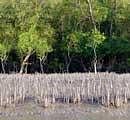 Worsening fast Sundarbans forest