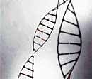 What Do Genes Tell? Diseases related to altered epigenetic patterns can persist for several generations after the exposure occurs. File photo
