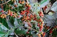Arabica coffee beans which have ripened much before the usual season. DH photo