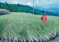 A farmer standing amidst withering paddy crops in Kalasa hobli. DH photo