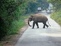 A tusker was found crossing the Shiradi ghat road on December 5 in the evening. DH photo