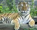 Tiger reserves in poor condition: Jairam Ramesh