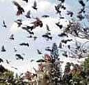 Feeding pigeons in the premises of High Court has been banned