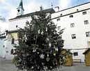 White christmas: Xmas tree at Hohensalzburg Castle. Photo Stuart Forster