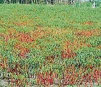 A partial view of chillies cultivated in one of the farms in Ajjampura hobli. DH photo