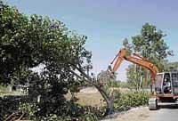 BullDozed A tree being felled to pave way for road-widening in Gulbarga. DH photo