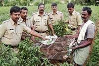prized possession SI Rajshekhar Aradhya, farm owner Mahiam Das and other police personnel confiscating the rare  birds, which were hidden by the Kollegal forest officials at a farm near Maria Mangala, Thomiyaar Palya, Hanur. DH photo