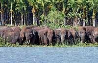 Trespass: A herd of elephants spotted at Hebbal lake near Heggada Devana Kote on Sunday. kpn