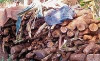 Illegally stored firewood at Bhadra reserve forest.  dh photo