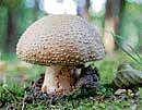 Mushroom to treat cancer