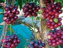 A partial view of ripe coffee beans in Kodagu. dh photo