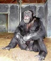 Chimpanzee Vali in his enclosure in the Mysore zoo. DH photo