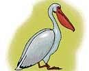Pelicans in peril at Harohalli lake