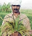 Innovative farmer Bore Gowda from Shivalli has grown 70 strains of desi paddy on his plot.
