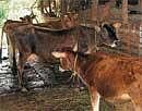 Awaiting a route:  Jersey cows at a farmers shed in Narasimharajapura taluk. DH photo