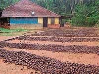 Areca spread for drying got drenched in rains at a house in Kunthoor village of Puttur taluk.