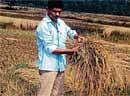 Kundoor GP President Sundaresh showing the paddy corns spoiled due to the recent untimely rains. DH photo