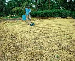 A Somwarpet-farmer struggling to spread paddy in  his courtyard for drying. DH file photo