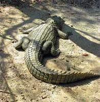 Gori, the crocodile, inside the crocodile breeding and research centre at the Bhitarakanika wildlife sanctuary.