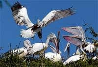 This village holds a brief for pelicans
