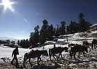 A man walks with his ponies after fresh snowfall in Kufri, outskirts of Shimla, India, Monday