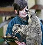 Lucy Smith counts coatis (Nasua nasua) during the annual stocktaking at London Zoo on Tuesday. AP