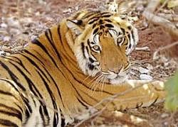 2009 saw tigers in big numbers falling prey to poachers
