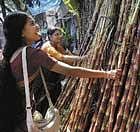 stalk talk  After Brazil, India is the second largest producer of sugar cane. dh photos/ srikanta sharma r