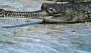 New natural habitat of endangered gharial spotted
