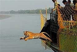 The captured Tigress was set to free after spending three nights in captivity at Choramayadip in Sunderban of South 24 Pargana on Tuesday .PTI
