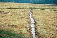 Woes Of Farmers: A view of paddy fields damaged due to the recent untimely rains in Kodagu. DH Photo