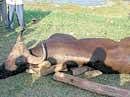 DEATH OF A GAUR: The carcass of an Indian gaur separated from its herd was eventually found in the backwaters of the Cauvery.