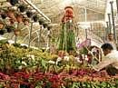 Floral splendour: Arrangements being made for the Republic Day flower show at Lalbagh in Bangalore on Monday. DH photo