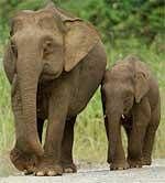 Park authorities in a fix over a CZA order on elephants