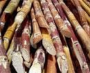 Expert panel to look into demands of sugarcane growers