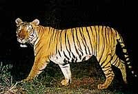 A picture of a male tiger captured by the camera trapping  research during 2005-07 at Bhadra Reserve Forest area in Chikmagalur district.  courtesy cws