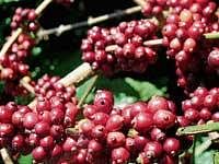 Govt okays compensation to coffee growers