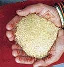 Govt to provide subsidised rice, wheat